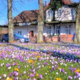 Krokusbluete2 in Barsbek von Jochen Ruser